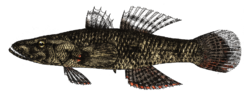 Crazy fish have cycloid scales on the belly but ctenoid scales elsewhere. Crazy fish, Butis butis (Hamilton, 1822) by M. L. Nievera (colored).png