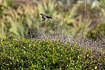 Thumbnail for File:Creative Photography - Scrub Jay (KSC-20210107-PH-JBS02 0050).jpg