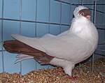 A red crested Helmet Crested helmet pigeon.jpg