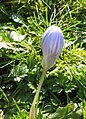 Crocus chrysanthus 'Skyline'