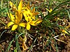 Crocus graveolens, Çukurova University Campus, Adana, Turkey - 20060112-02.jpg