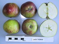 Cross section of Owen Thomas, National Fruit Collection (acc. 1941-006).jpg