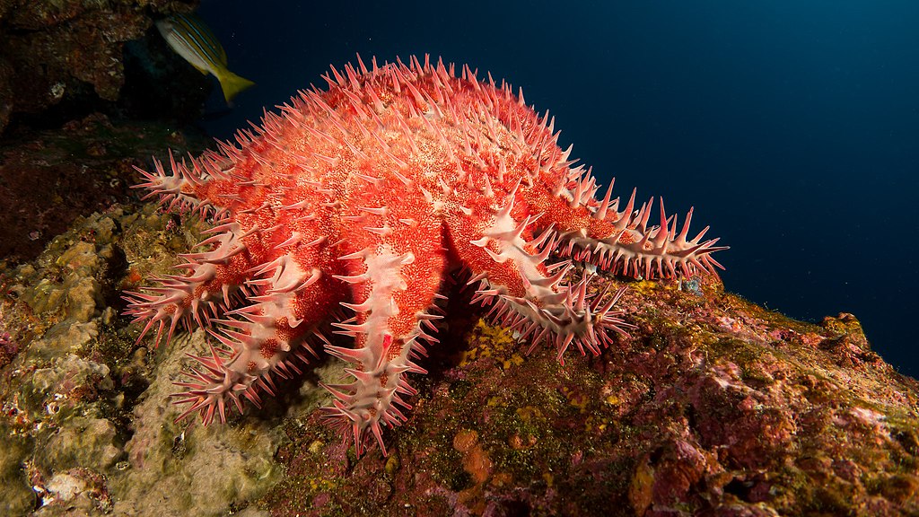 Crown-of-thorns starfish - Wikipedia