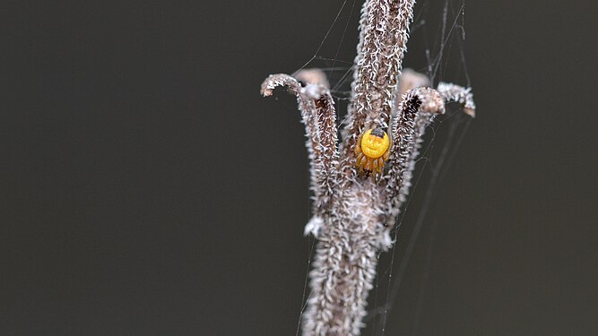 Crowned Orb Weaver (Araneus diadematus), Juvenile