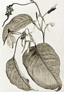 <i>Culcasia scandens</i>