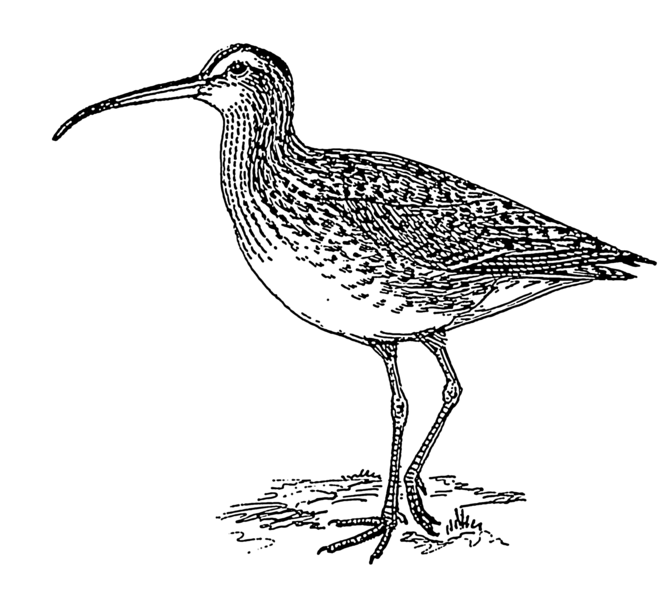 File:Curlew (PSF).png