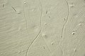 Current lineations & swash lines on aragonite sand beach (San Salvador Island, Bahamas) 1 (15986557271).jpg