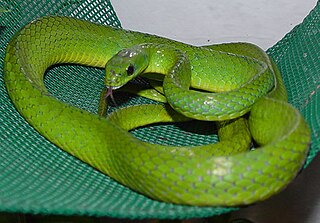 <span class="mw-page-title-main">Greater green snake</span> Species of snake