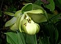 Cypripedium flavum