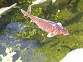 Koi pool fish