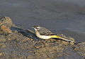 Grey Wagtail (Motacilla cinerea). Seyhan - Adana, Turkey.