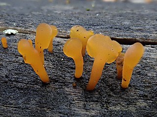 <i>Dacryopinax spathularia</i> Species of fungus