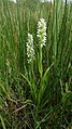 Dactylorhiza incarnata subsp. ochroleuca Germany - Radolfzell