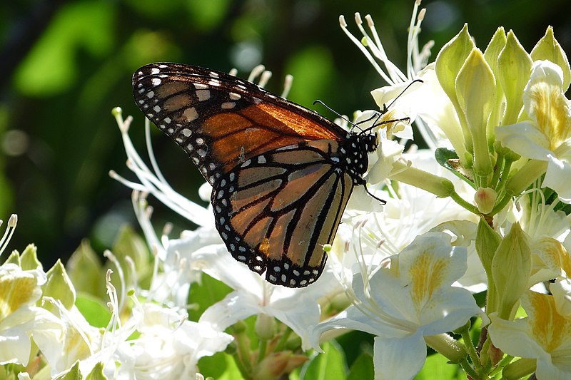 File:Danaus plexippus (Monarch) - Flickr - S. Rae.jpg