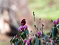 Dark-breasted Rosefinch (Male) I IMG 7236.jpg