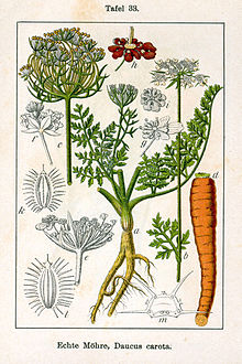 Daucus carota