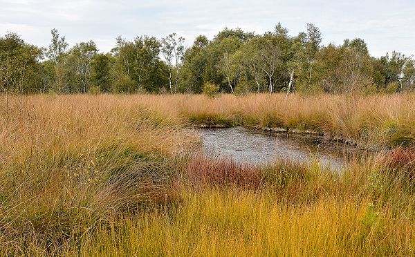 De Groote Peel National Park