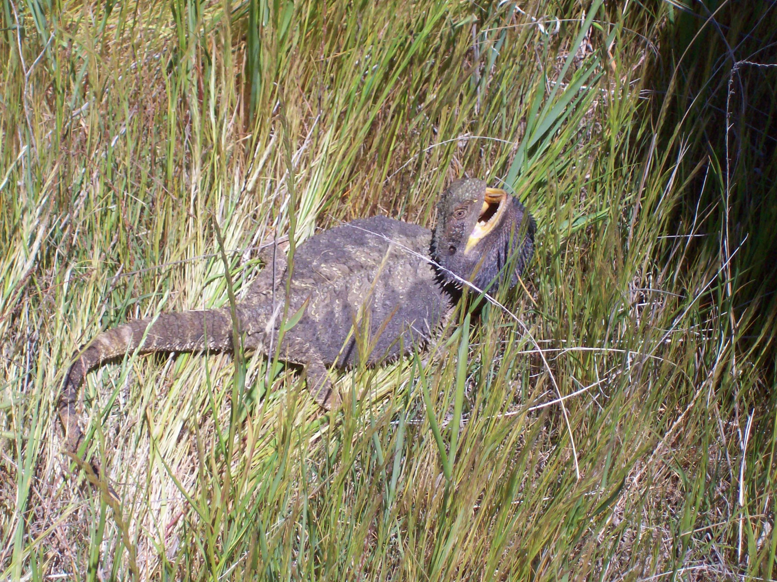 Eastern bearded dragon - Wikipedia