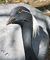 Demoiselle Crane (Anthropoides virgo)