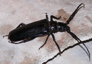 Derobrachus genus of insects
