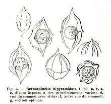 Desmatractum bipyramidatum sebagai Bernardinella bipyramidata.jpg