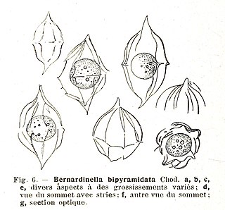 <i>Desmatractum</i> Genus of algae