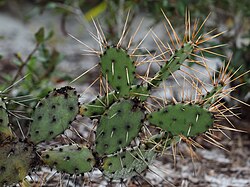 Devil's Tongue Prickly Pear Cactus - Opuntia austrina, Lake June-in-Winter Scrub State Park, Lake Placid, Florida (24726813887).jpg