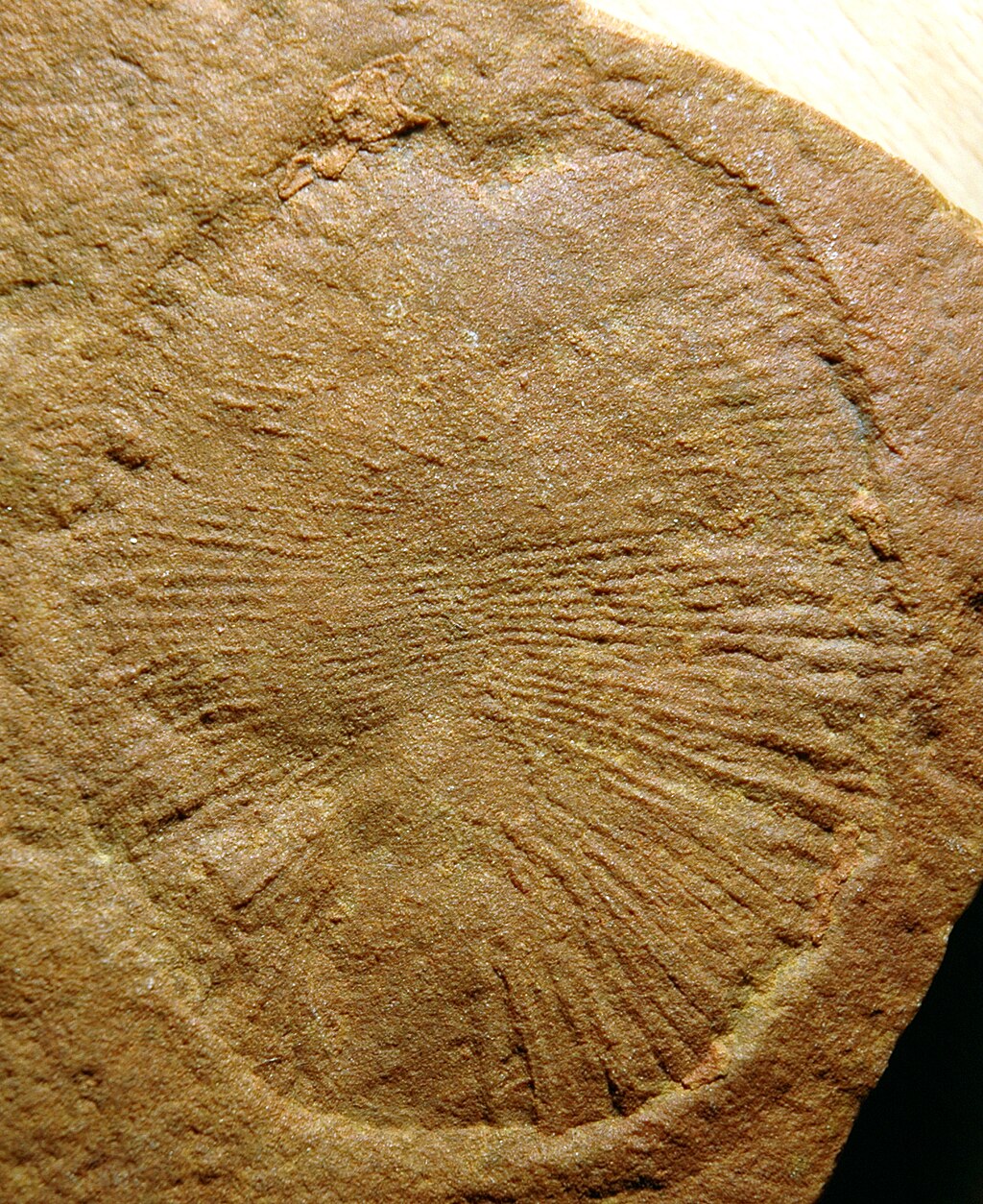 Dickinsonia costata (Ediacaran fossil) (Ediacara Member, Rawnsley Quartzite, near-uppermost Neoproterozoic; Flinders Ranges, South Australia) 2 (15204763675)