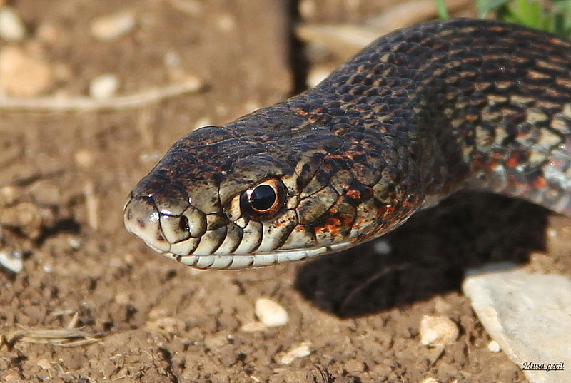 File:Dolichophis jugularis.jpg