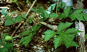 Miniatura para Dorstenia drakena