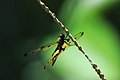 Dragonfly-srilanka-yellowblack.jpg