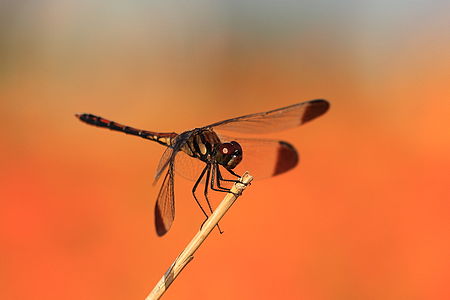 Closeup of a Dragonfly