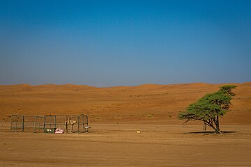 Dromedar Oman.jpg
