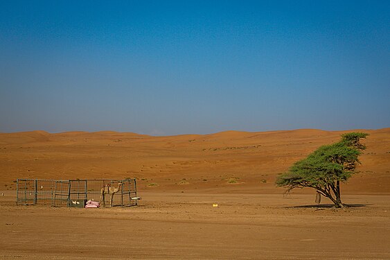 Lonesome dromedary in Wahiba Sands (Oman)