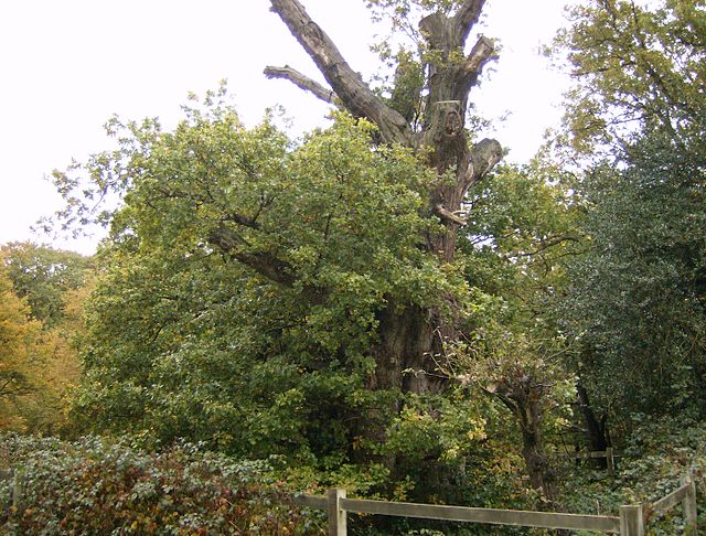 Druids Oak, the oldest tree in Burnham Beeches