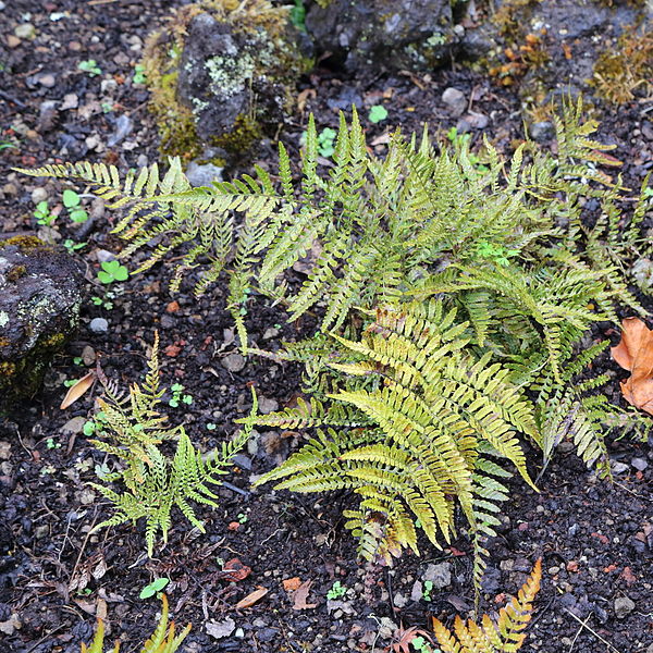 File:Dryopteris erythrosora var. prolifica-IMG 9789.JPG