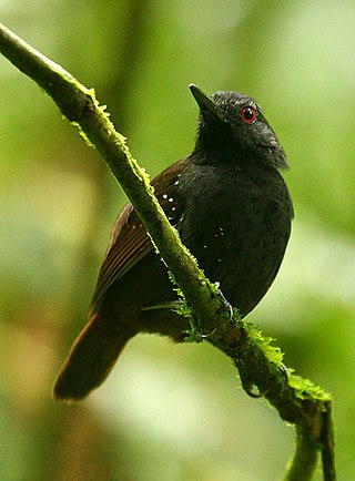 <span class="mw-page-title-main">Dull-mantled antbird</span> Species of bird