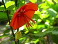 ゴジカ属の花 （ゴジカ）