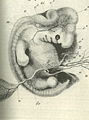 Mögliche Vorlage für Haeckels menschlichen Embryo. Ecker 1851–1859