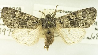 <i>Egira variabilis</i> Species of moth