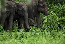 Asian elephants (Elephas maximus indicus)