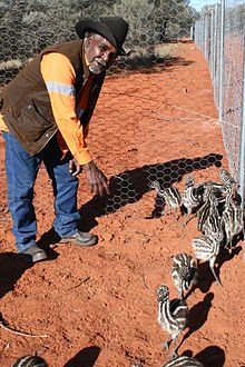 File:Emu_chicks_on_Angas_Downs2.jpg