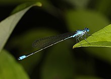 Enallagma divaganslari 37671042.jpg