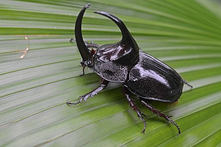 Male Rhinoceros beetle (Enema pan), Peru