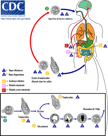 Entamoeba histolytica Amoebiasis parazita ciklus. GIF