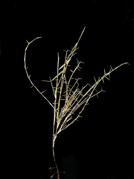 File:Entolasia stricta plant2 (8212302398).jpg