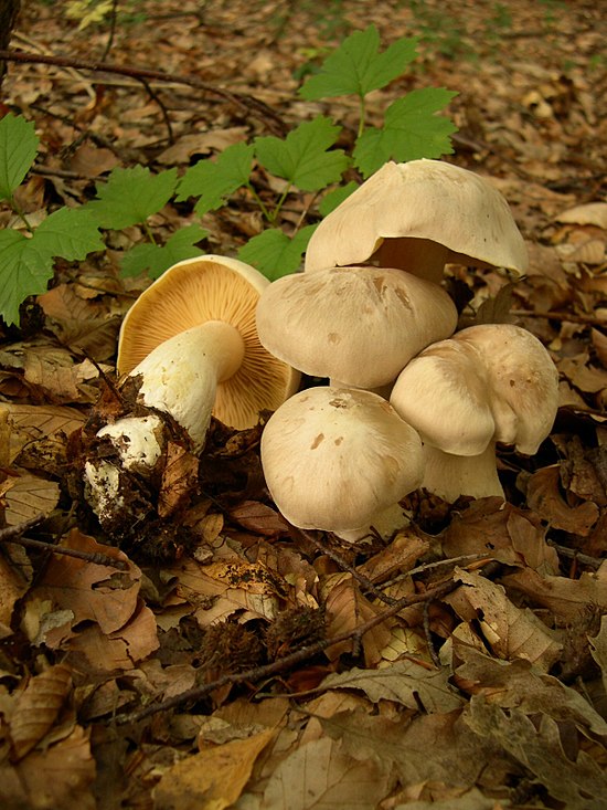 Ядовитые грибы краснодарского. Энтолома гриб. Энтолома ядовитая Entoloma sinuatum. Энтолома СИЗО-белая. Энтолома Оловянная.