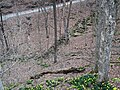 Entrance dale next to Mammoth Cave's Historic Entrance 1 (46480965855).jpg