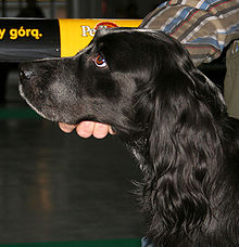 "The head and shoulders of a black Spaniel with brown eyes."