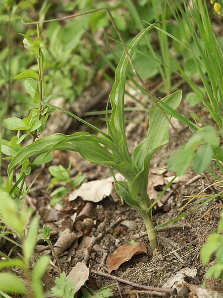 File:Epipactis muelleri 140505.jpg